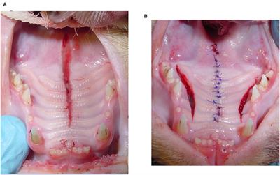 Surgical Treatment and Outcome of Acquired Midline Palate Defects in Cats